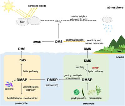 Evolutionary History of DMSP Lyase-Like Genes in Animals and Their Possible Involvement in Evolution of the Scleractinian Coral Genus, Acropora